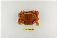 藏品(鈍額蟳)的圖片